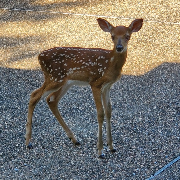 I am Lori Jean Poshmark Ambassador- No drama zone! - Picture 8 of 17